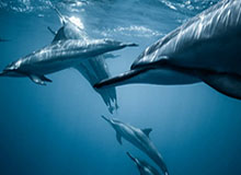 云游戏的云端之旅：把游戏带进云端，让体验不用等待